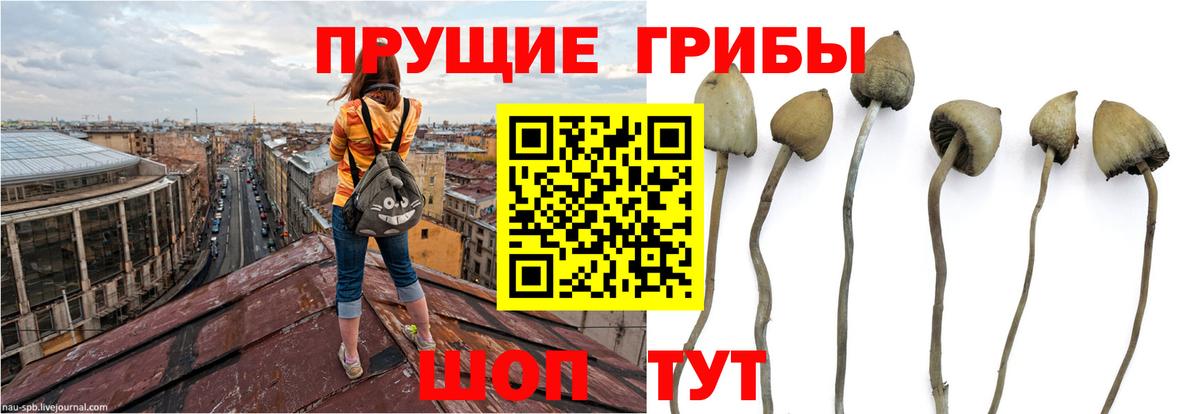 Псилоцибиновые грибы Psilocybe Нефтекамск